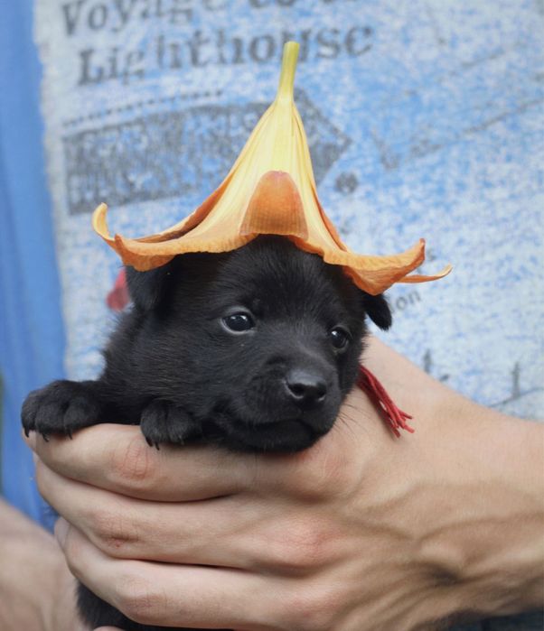 Щеночки в хорошие руки