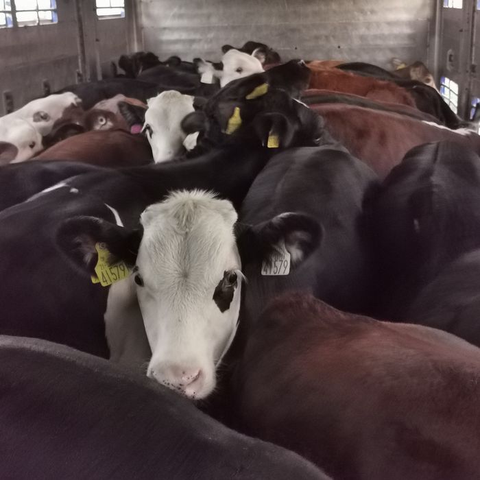 Byczki mięsne, Jalowki  odsadki angus  limuse hereford