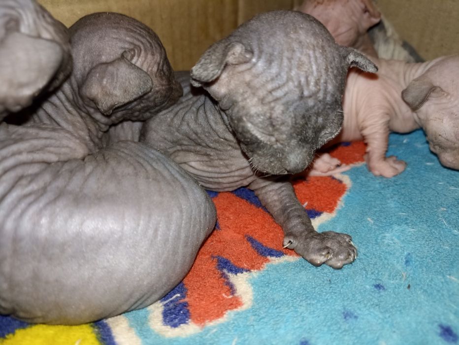 Котята Канадский сфинкс