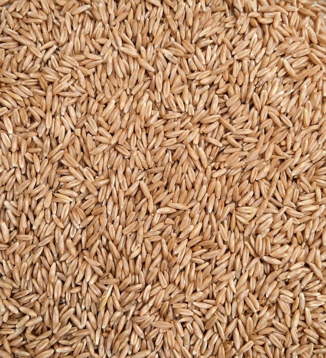 Продам пшеницю, овес.