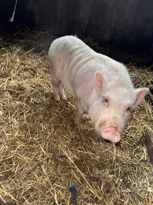 Porco anão jovem para venda