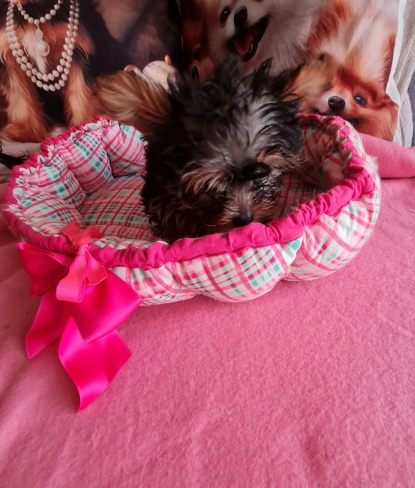 Yorkshire mini minisuper top