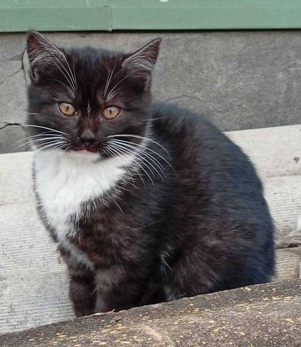 Котенята в добрі руки