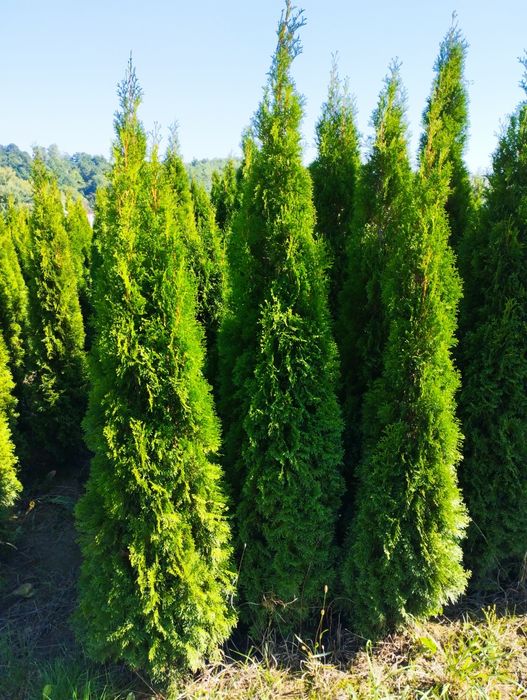 Thuja Szmaragd gęsty 140-150cm Zielonki