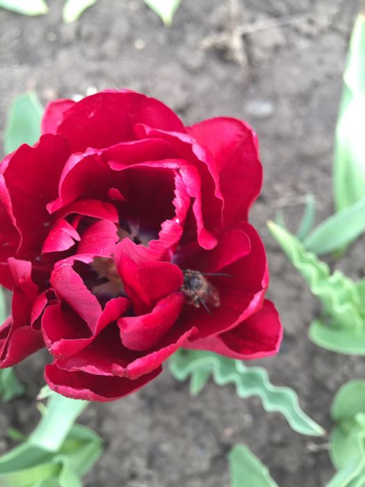 Цибулини тюльпанів , багаторічна лаванда (30-50 гр кущі)