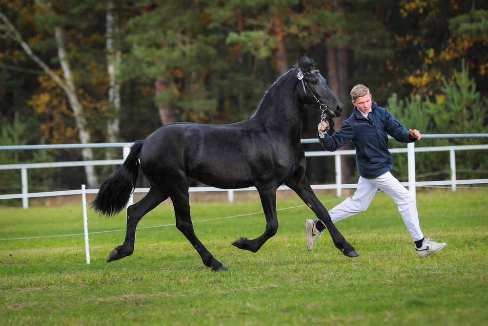 Klacz Fryzyjska - Carrera R. Imperial Stable