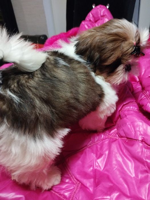 Shih Tzu sunia po championach mazowieckie