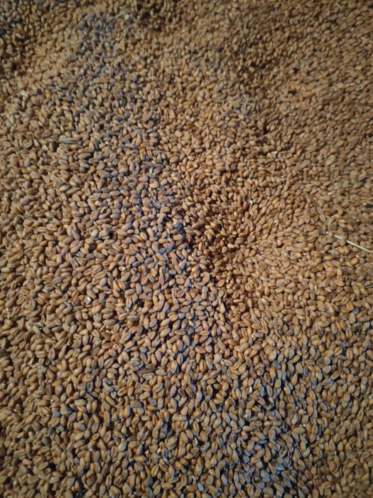 Pszenżyto, owies, wyka