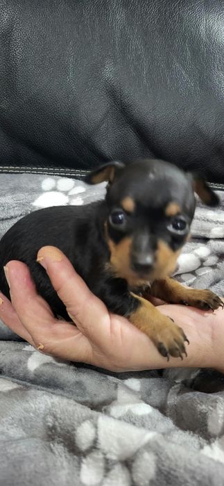Pinscher meiguinho