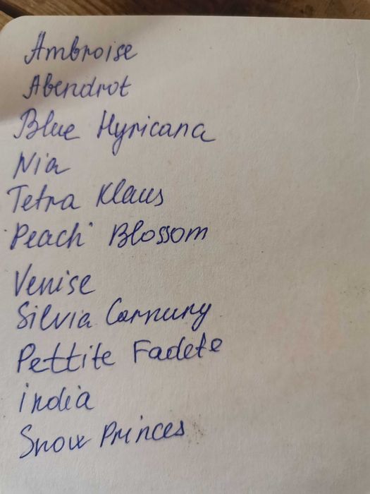 Ахіменеси 12 сортів