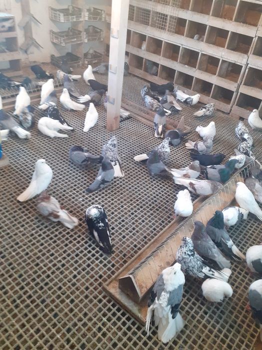 Gołębie orliki lubelskie