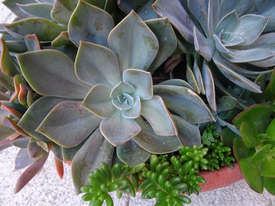 Plantas de interior/exterior suculentas