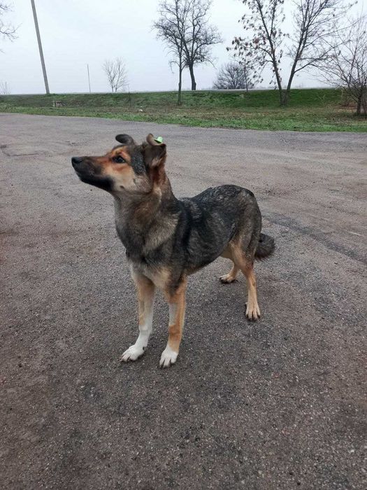 Собачка Тома ищет дом и хозяина