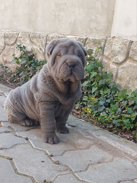 Щенки шарпея голубого и лилового окраса.