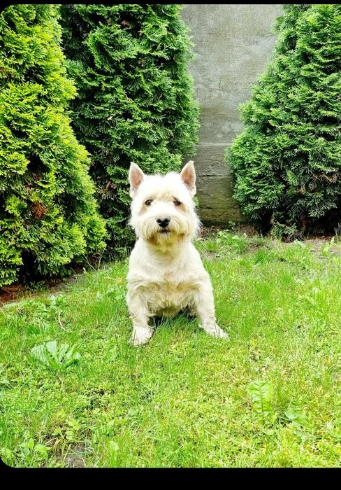 West Highland White Terrier