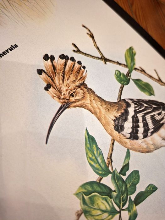 Poster Aves Insectívoras Portuguesas