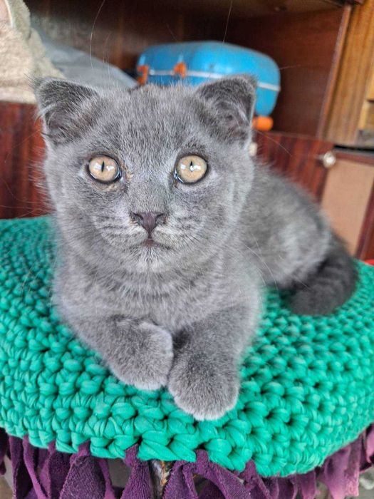 Котята  дуже грайливі