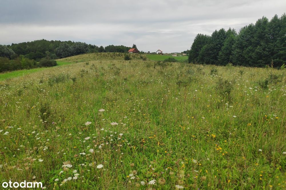 8968 m2 z linią brzegową- wyjątkowa działka nad jeziorem Dybowskim