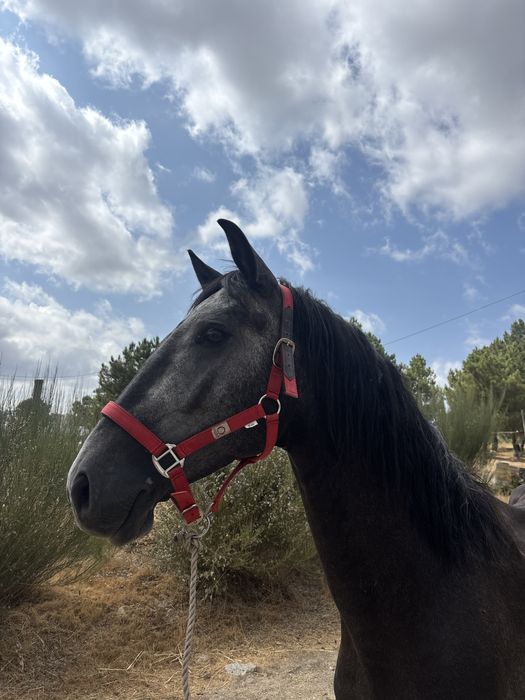 Poldro lusitano montado 4 anos