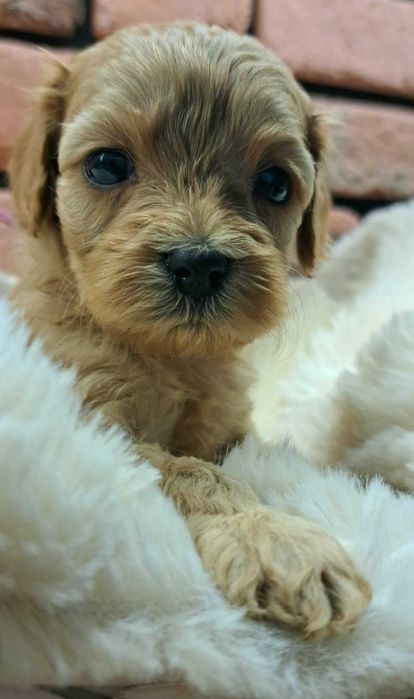 Cavapoo piękności