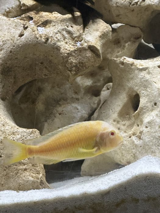 Tropheus kipili albino