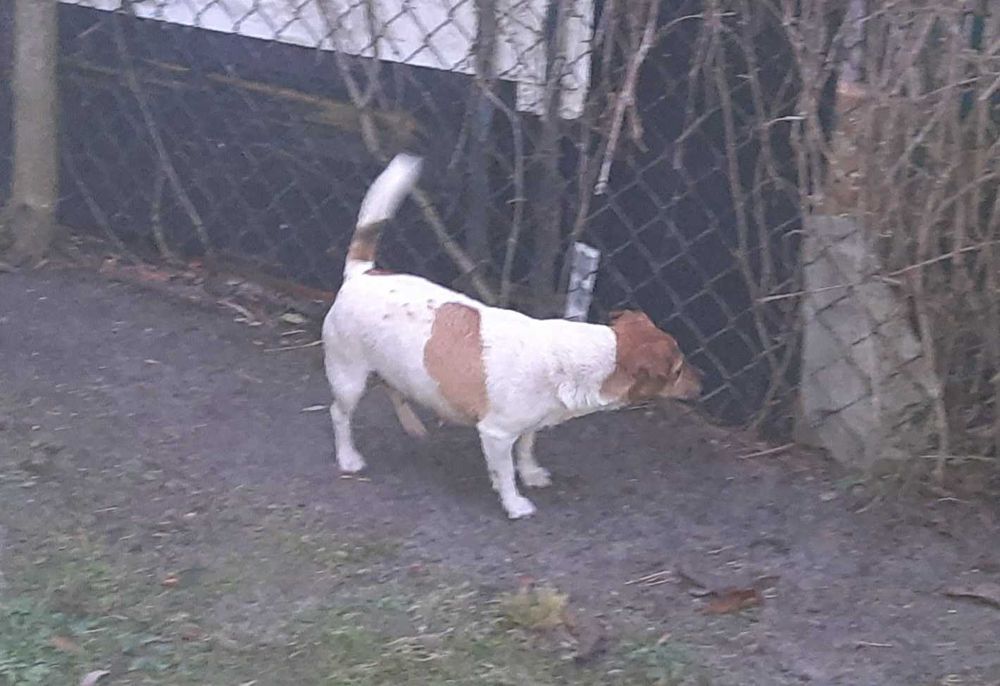 4 psiaki 10 tygodniowe odrobaczone odpchlone