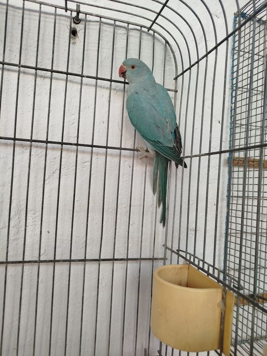 Ring necks bebés