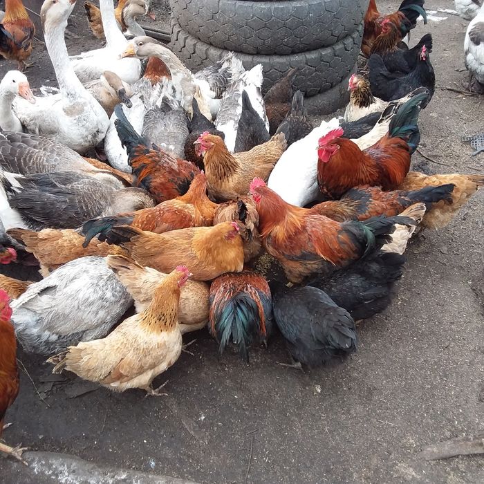 Продам инкубационное домашнее куриное яйцо