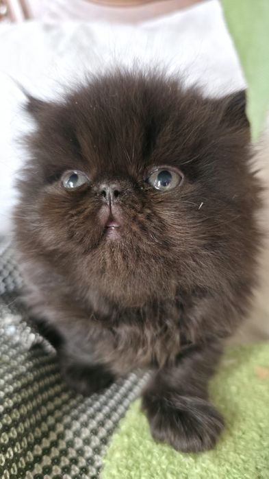 Przepiękny kocurek Perski