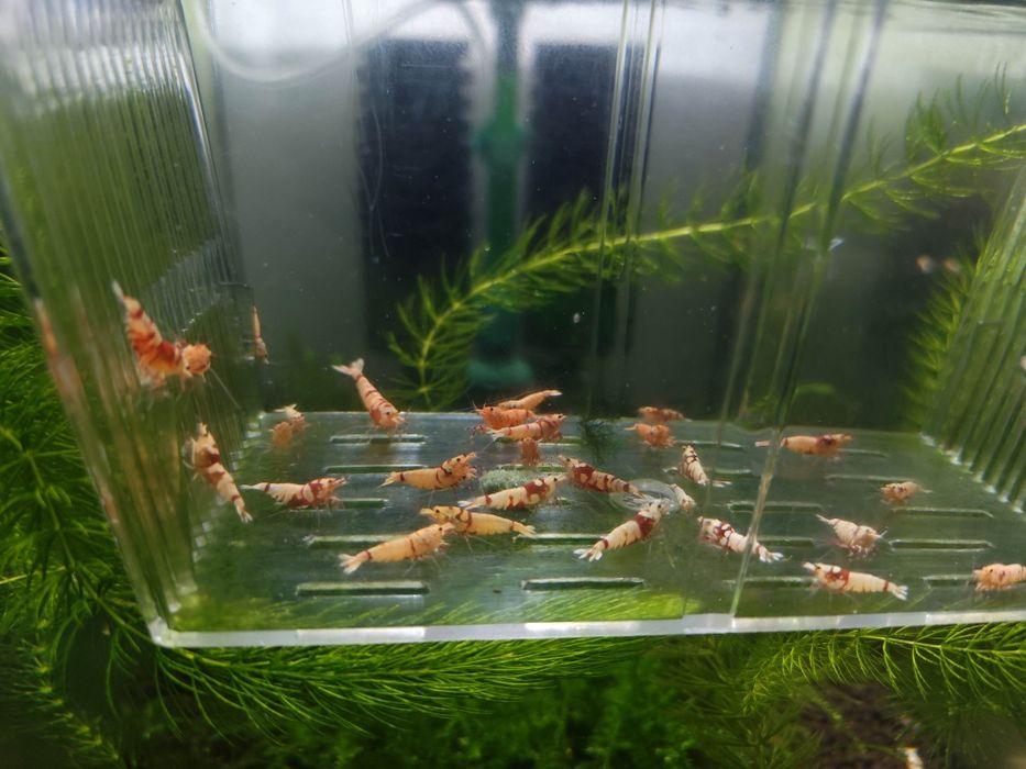 Krewetki Red fancy tiger