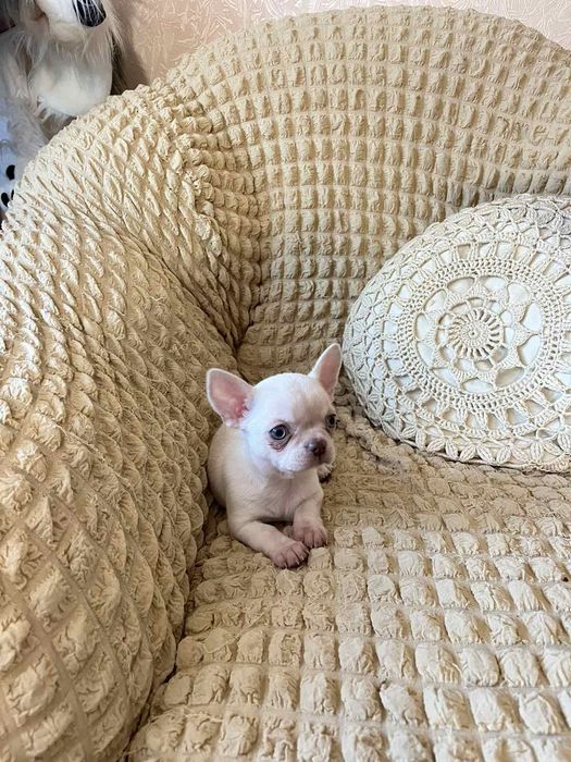 Чихуа щенки.Два мальчика изабелловые. 2 ,5 месяца