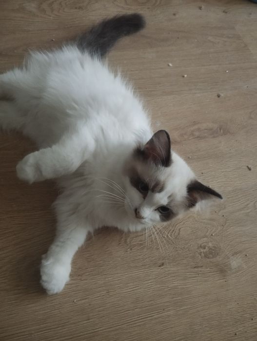 Kociak rasy ragdoll