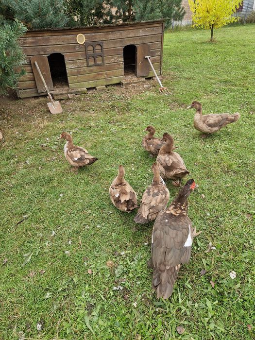 Мускусний качур , качка.