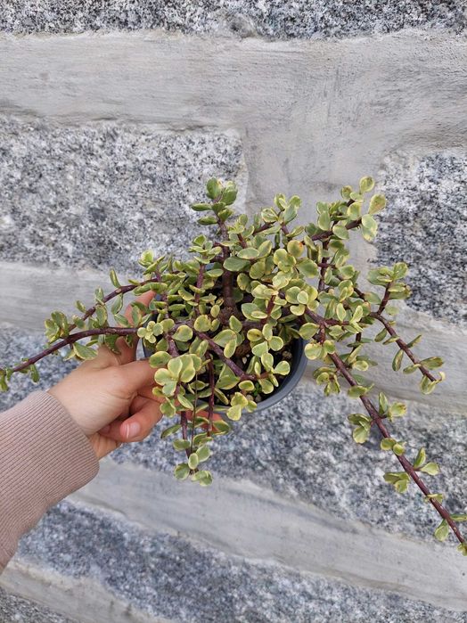 Suculentas 4€ cada