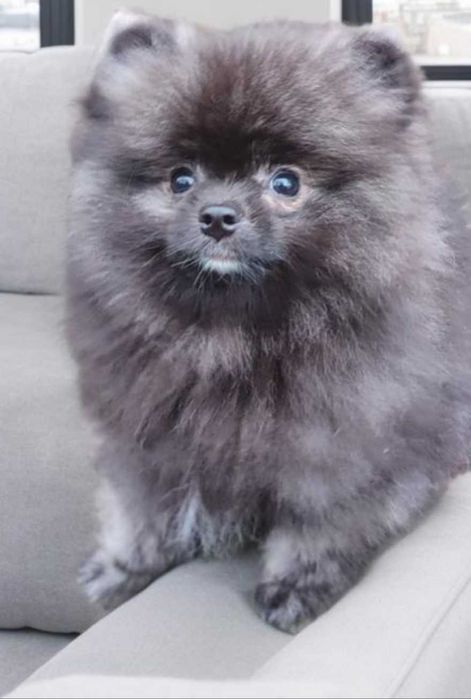 Померанксий шпиц. Окрас Мерле.