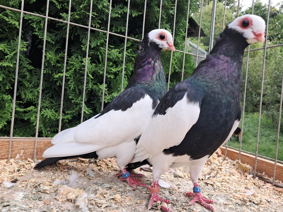 Koroniarze czarne para