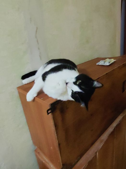 Котячі діти в хороші руки