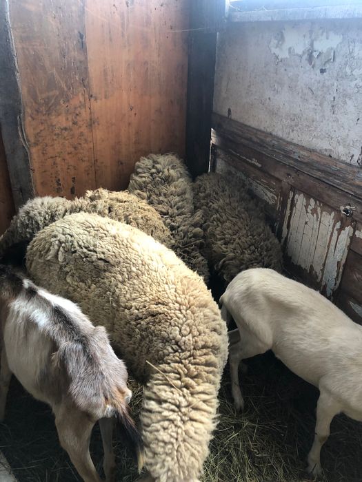 Продам овець і баранів