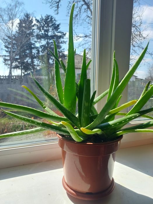 Алое вера сукулент