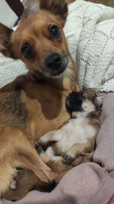 Віддам цуценя в добрі руки.