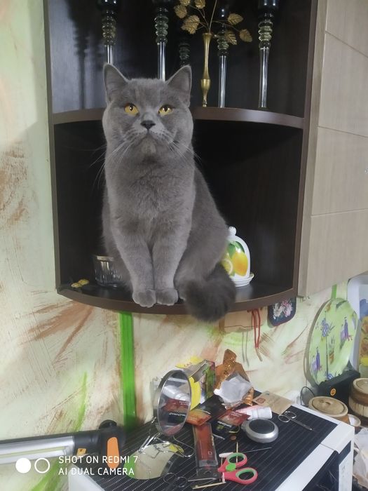 Британские котята