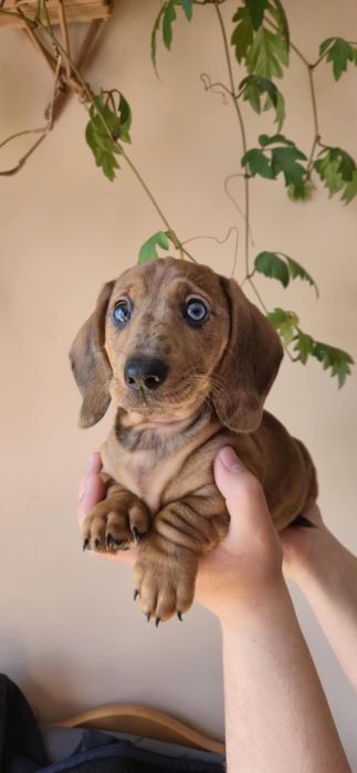 Piesek jamnik choco merle