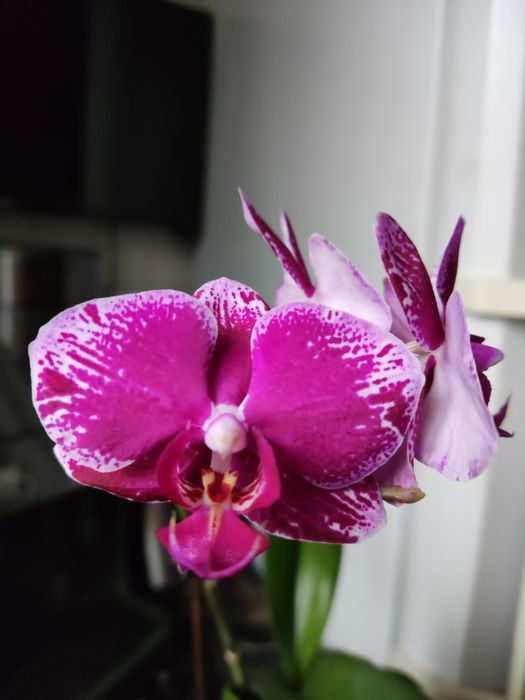 Продам домашню орхідею