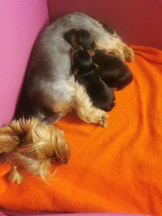 Yorkshire terrier Suczka/Piesek