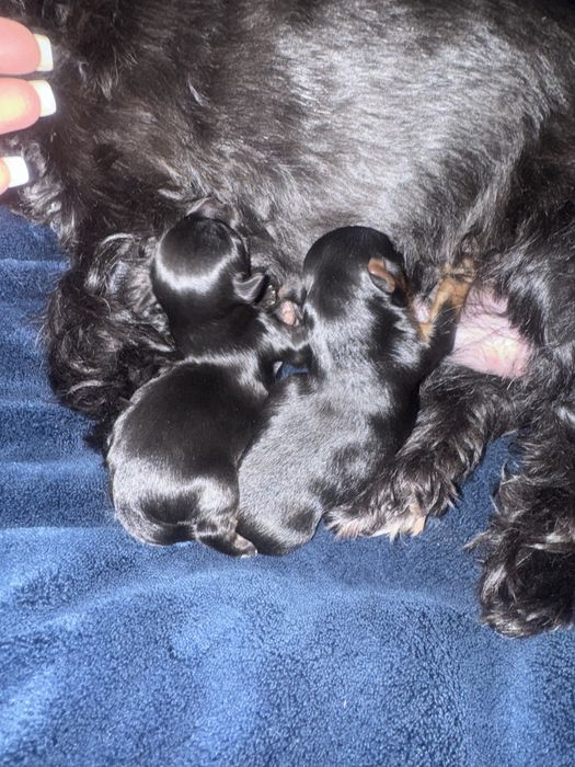 Czarny Yorkshire Terrier Mini