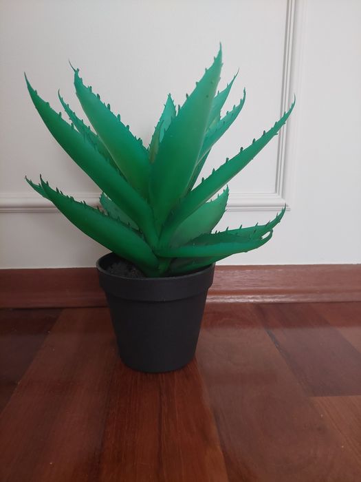 Aloes Jysk Strinar