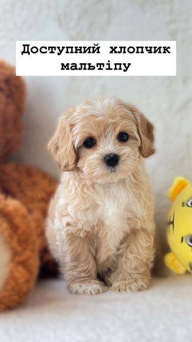 Мальтипу мальчик кривой рог личное знакомство