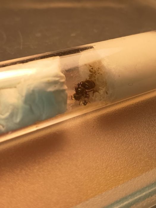 Lasius Niger Q+1-5w