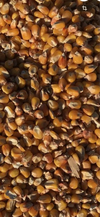 Продам кукурузу возможна доставка