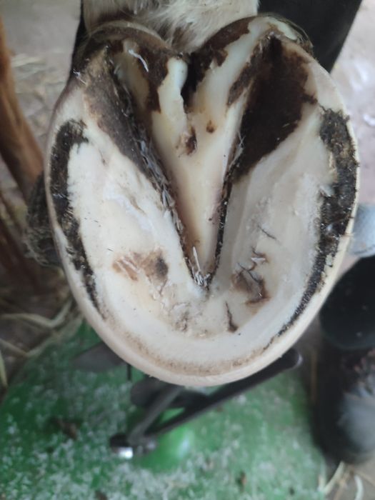 Werkowanie kopyt koni